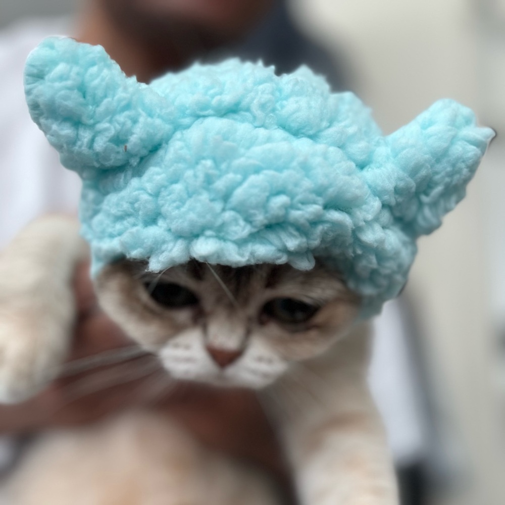 Cute Blue Cat Hat Halloween Birthday Party Custom